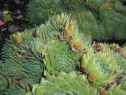 Image of Sempervivum ciliosum Craib