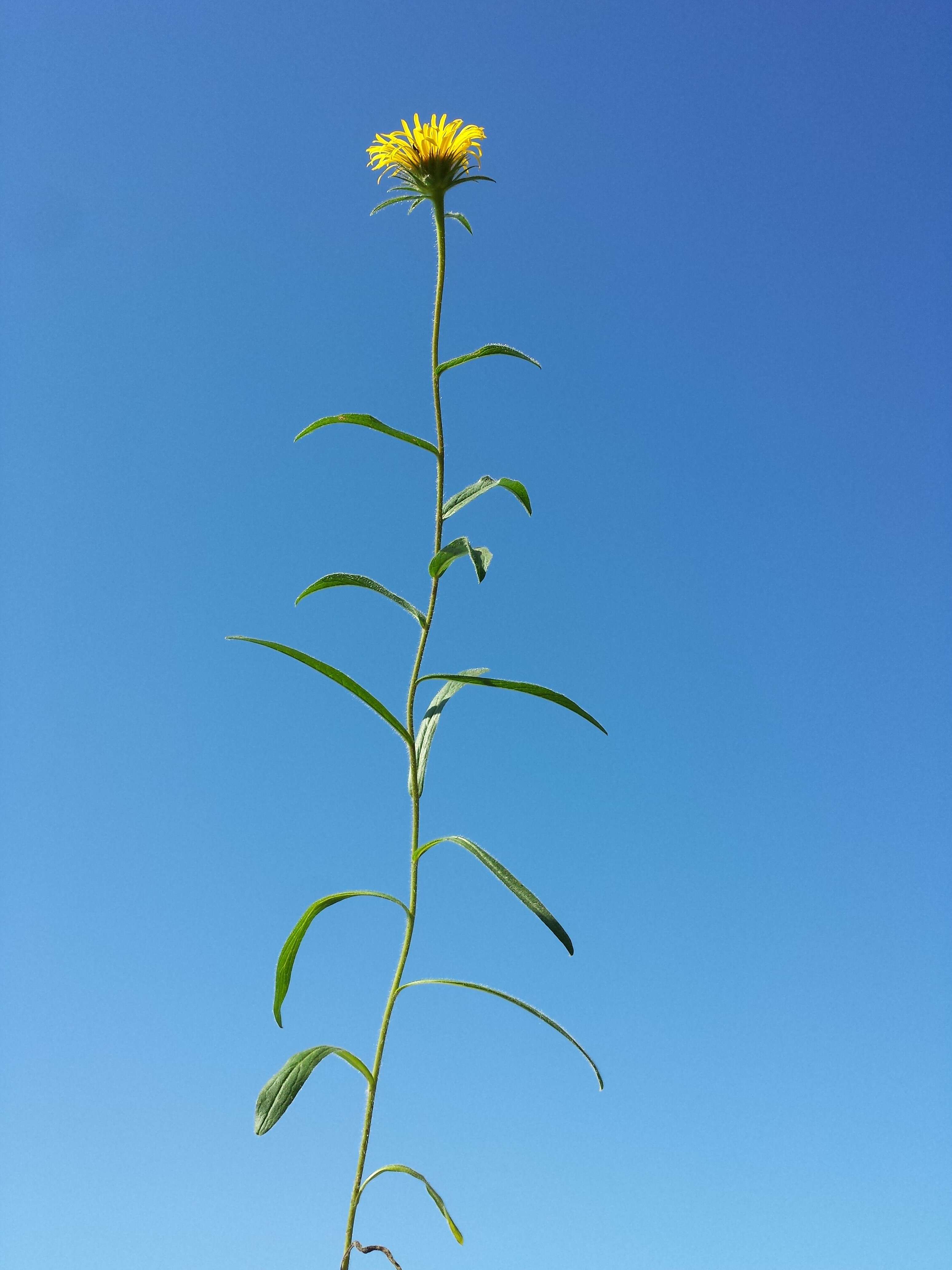 Image of Inula hirta