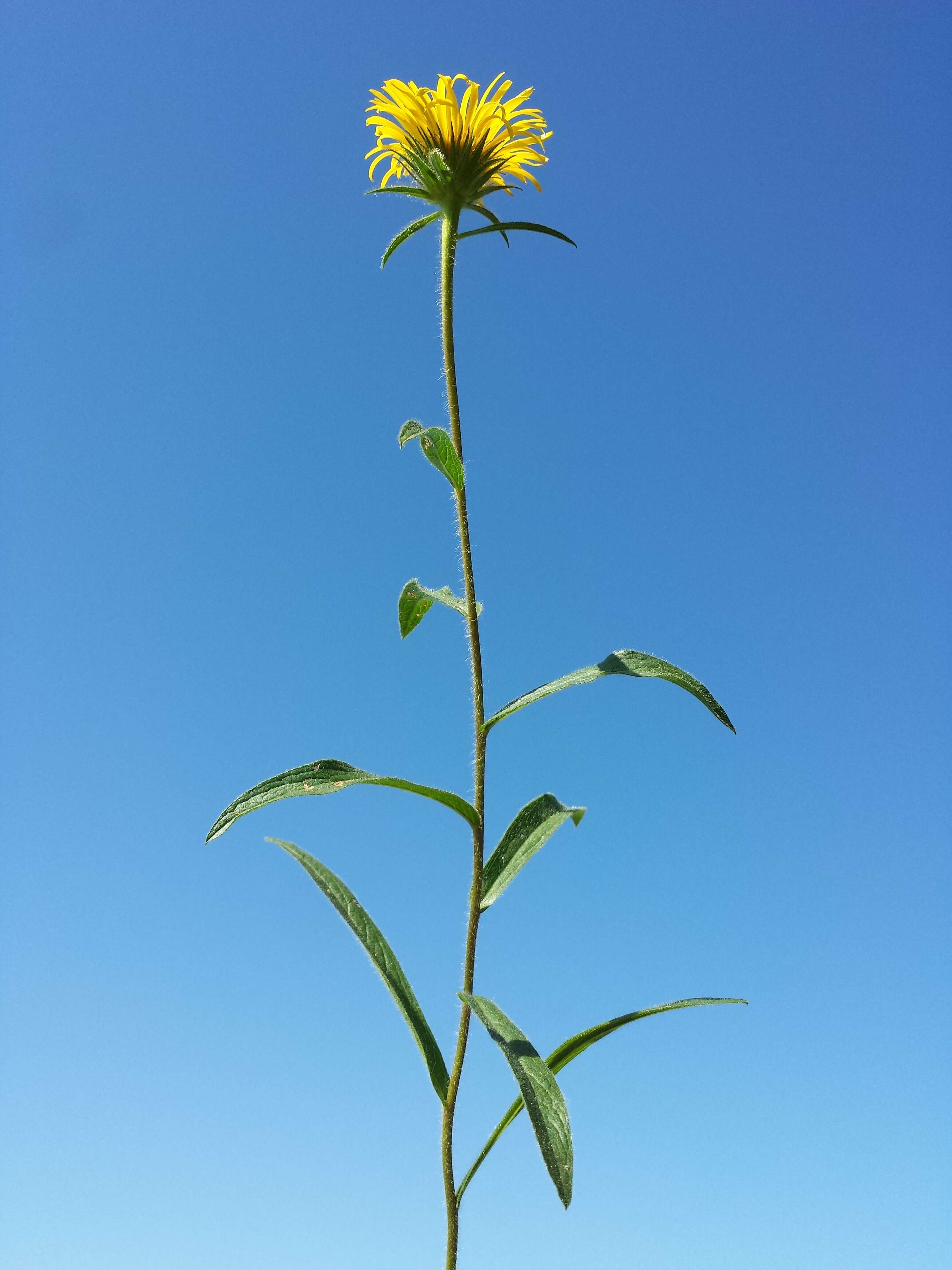 Image of Inula hirta