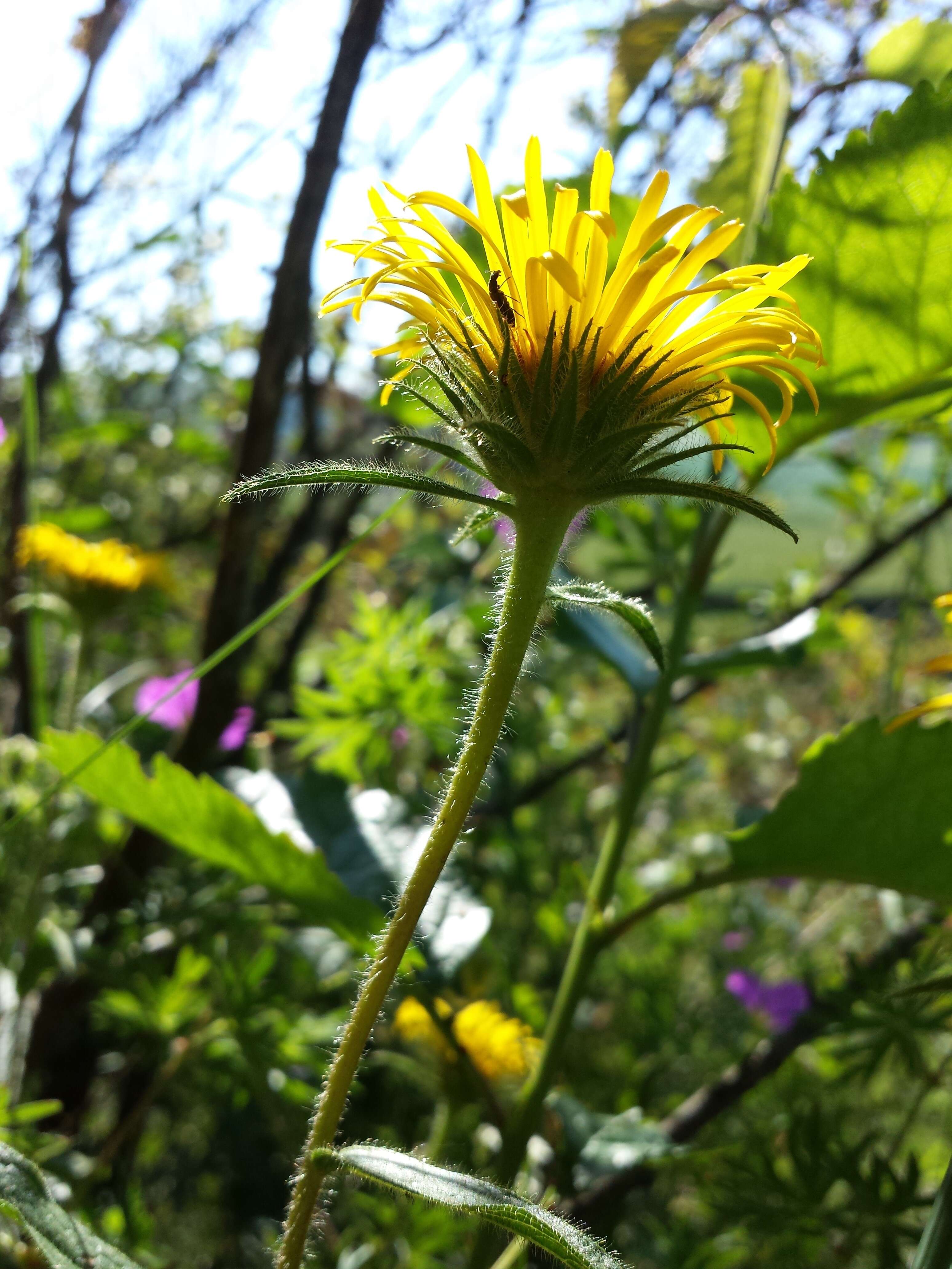 Image of Inula hirta