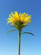 Image of Inula hirta