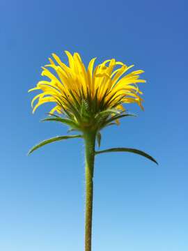 Image of Inula hirta