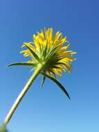 Image of Inula hirta