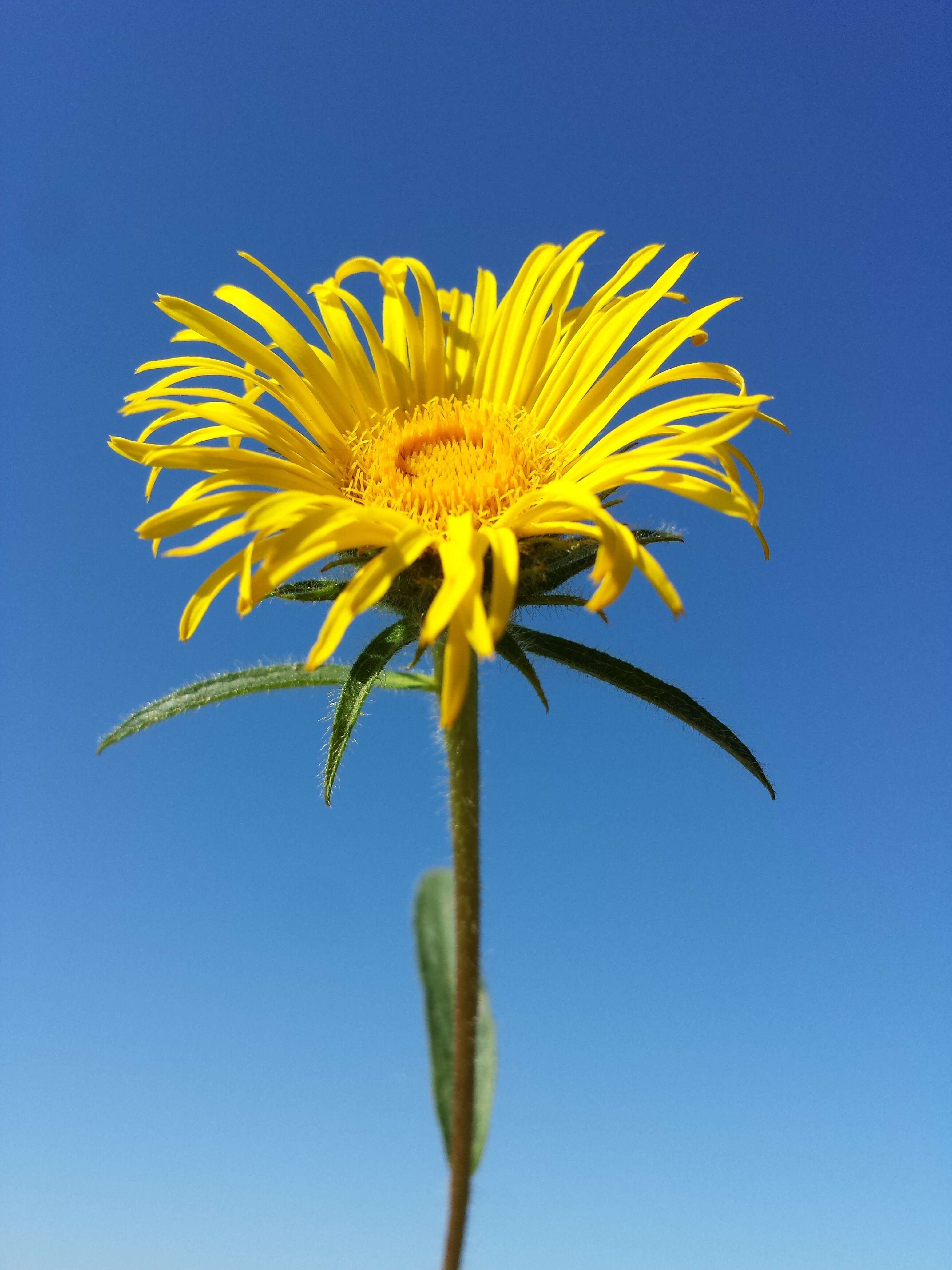 Image of Inula hirta