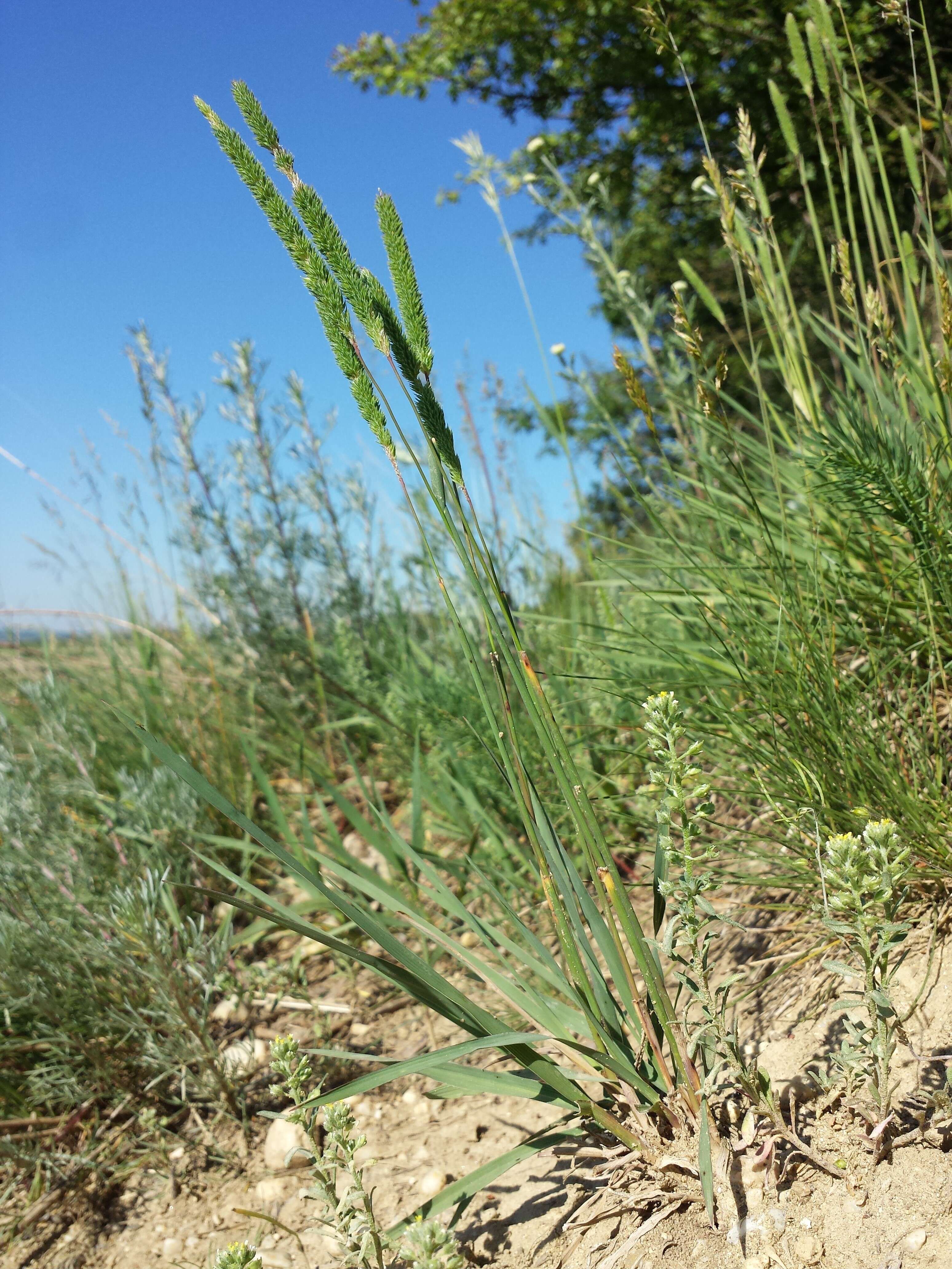 Image of Boehmer's cat's-tail