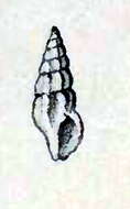 Image of Pseudorhaphitoma pyramis (Hinds 1843)