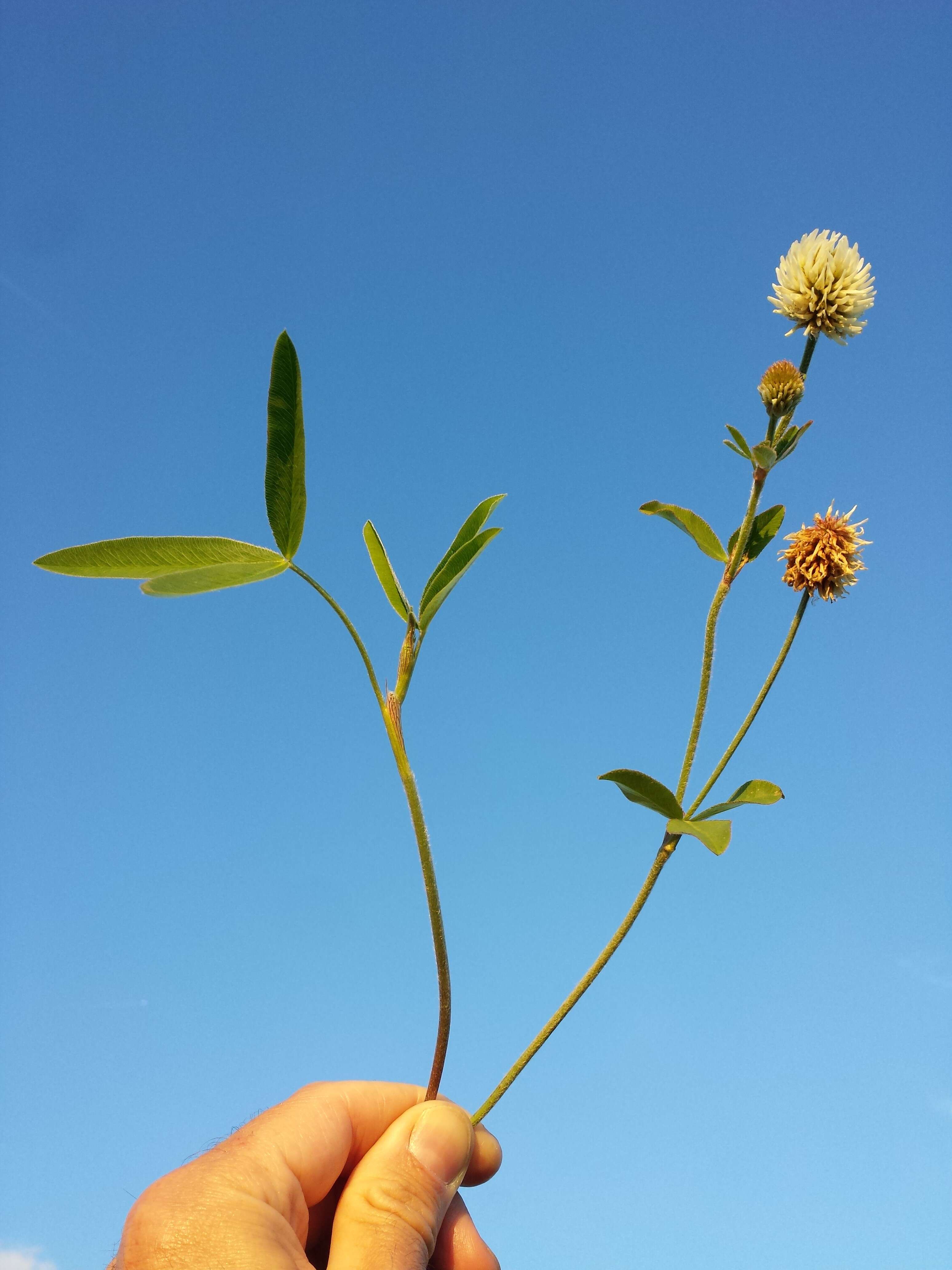 Imagem de Trifolium montanum L.