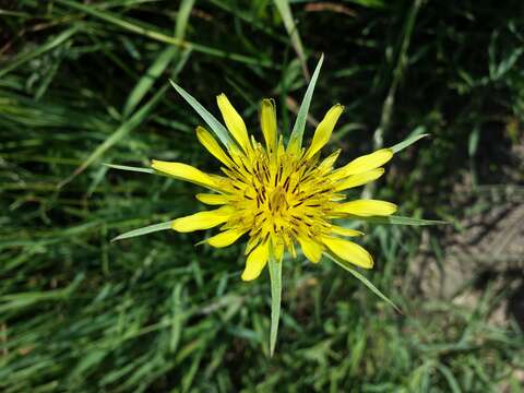 Image of yellow salsify