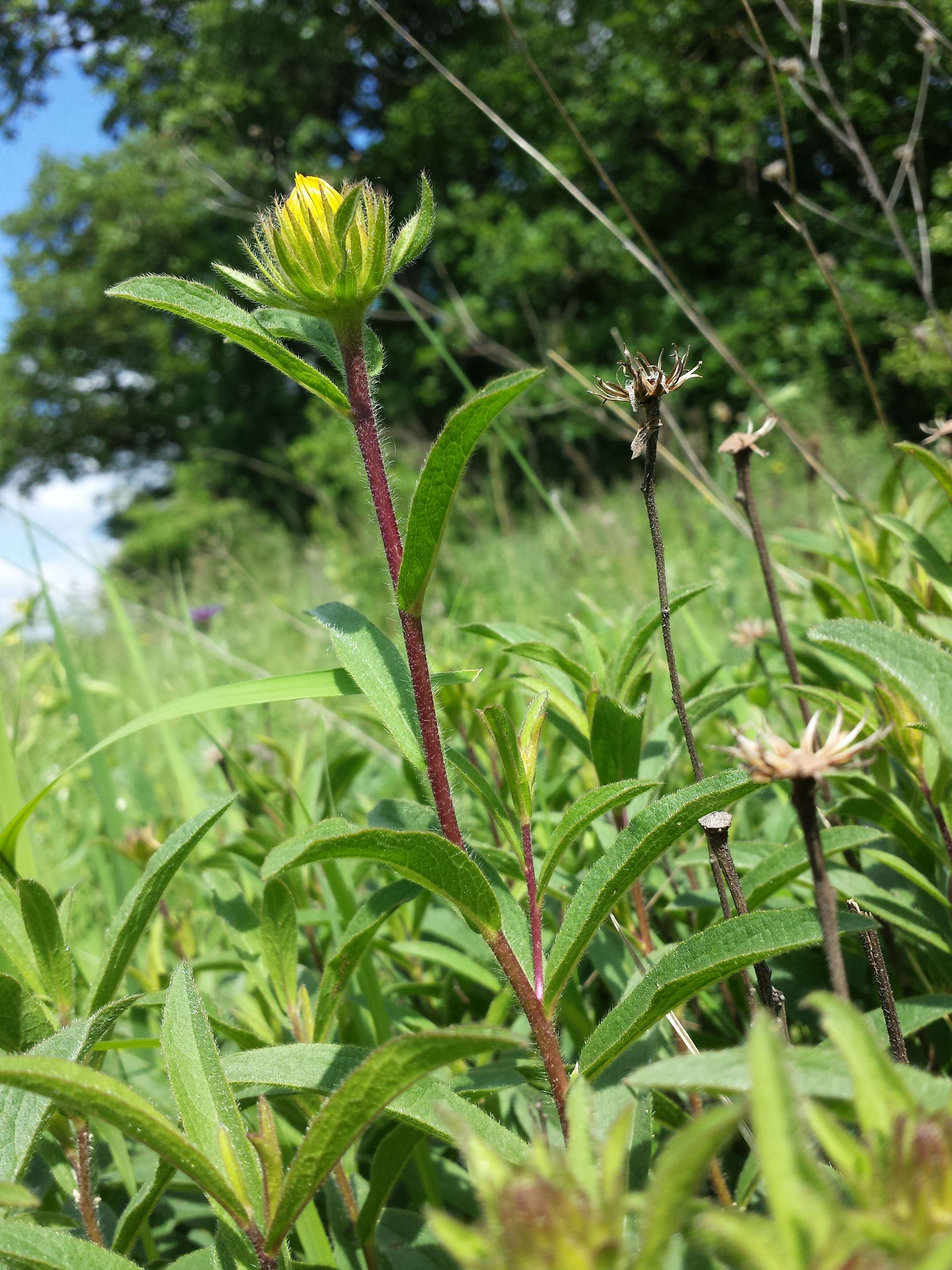 Image of Inula hirta