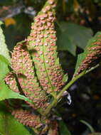 Image of Japanese netvein hollyfern