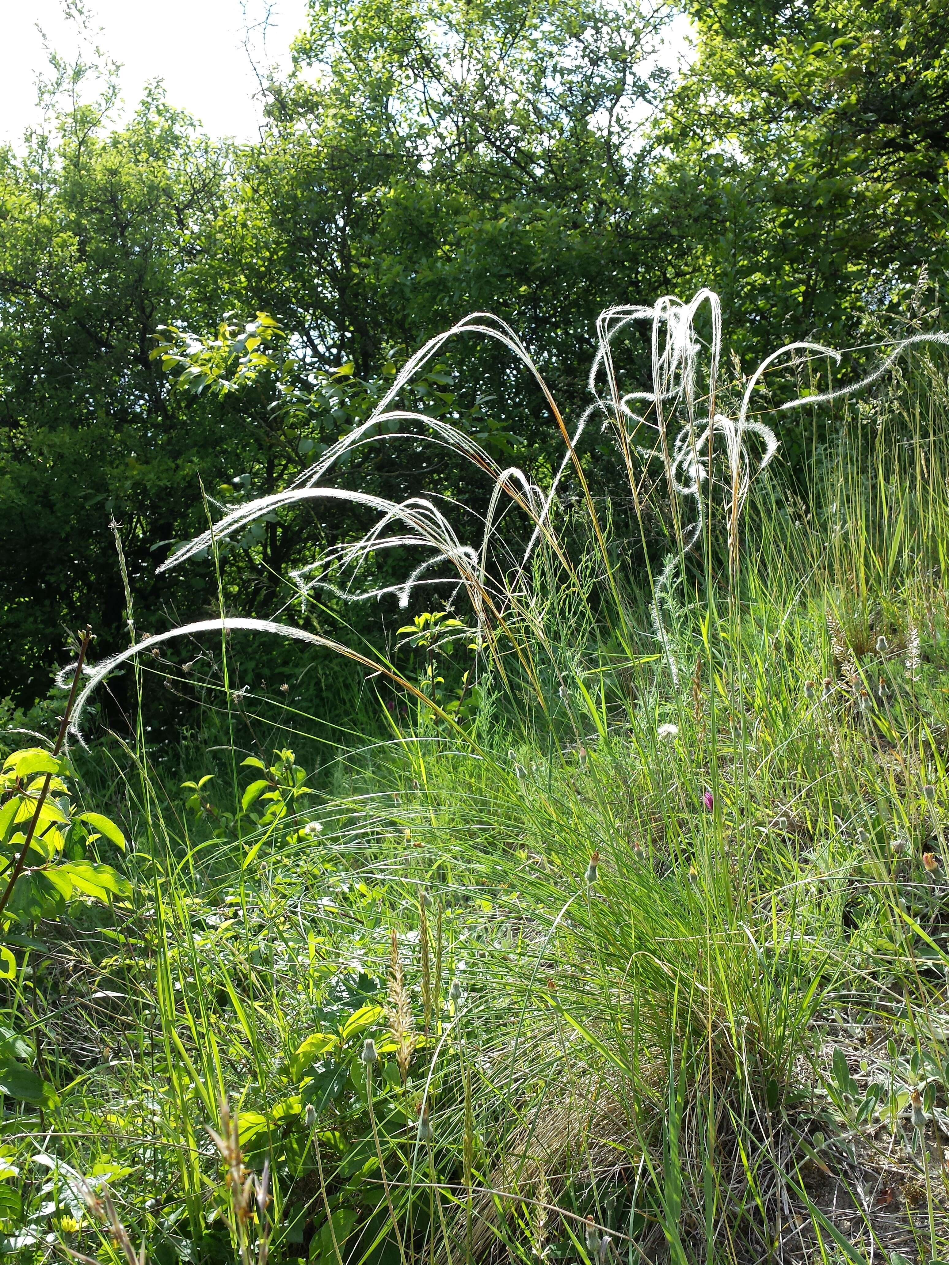 Image of European feather grass