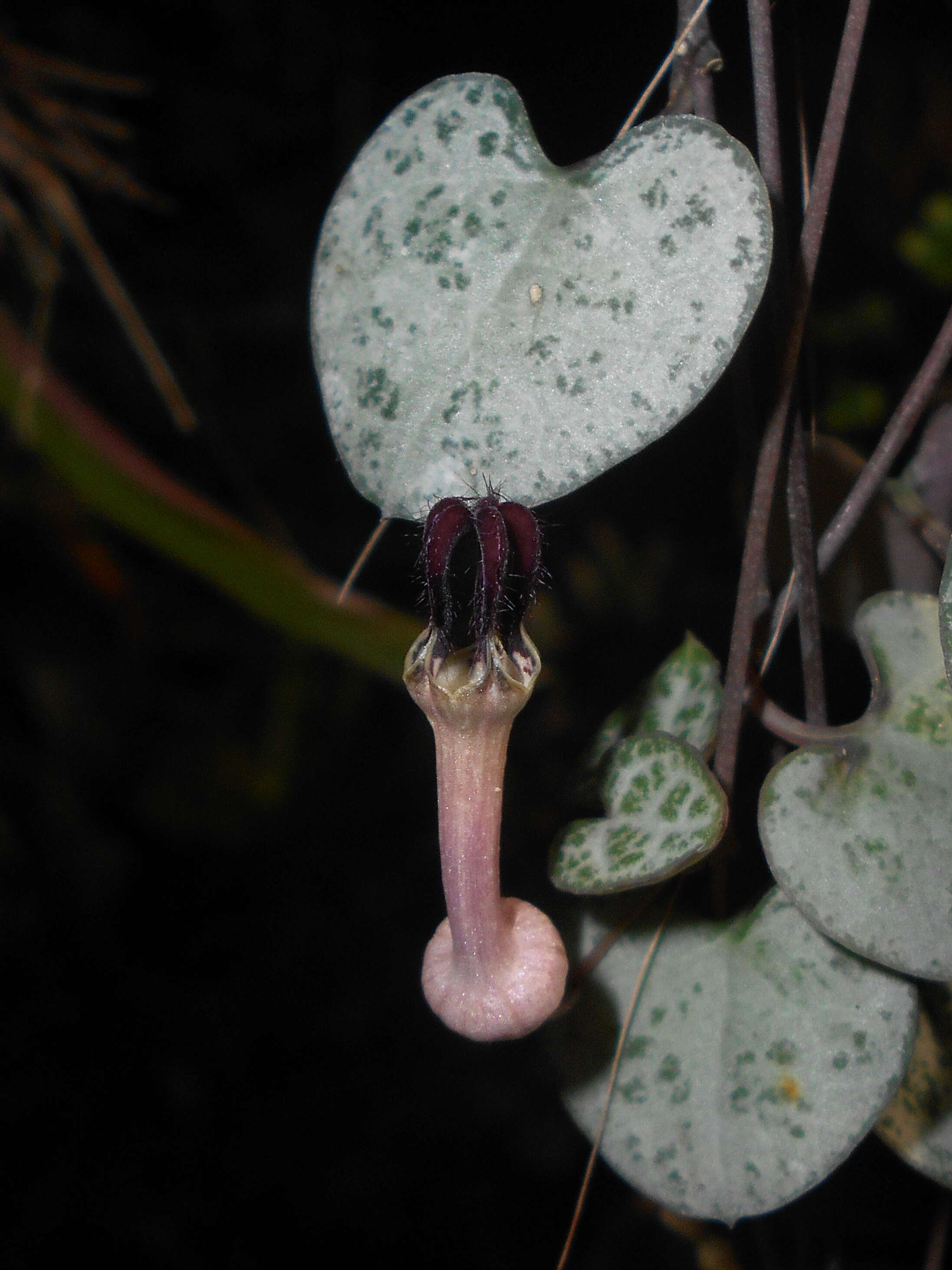 Image de Ceropegia collaricorona Werderm.