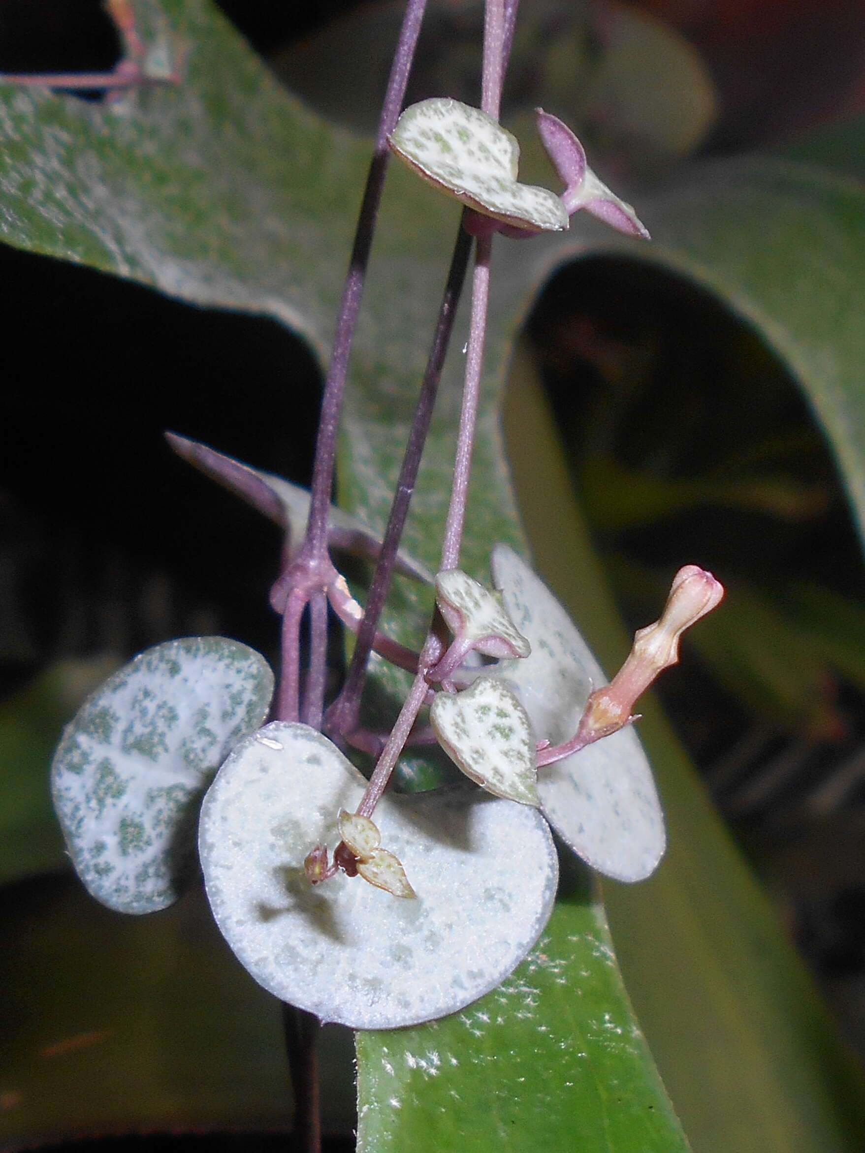 Image of Ceropegia collaricorona Werderm.