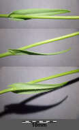 Image of littlepod false flax