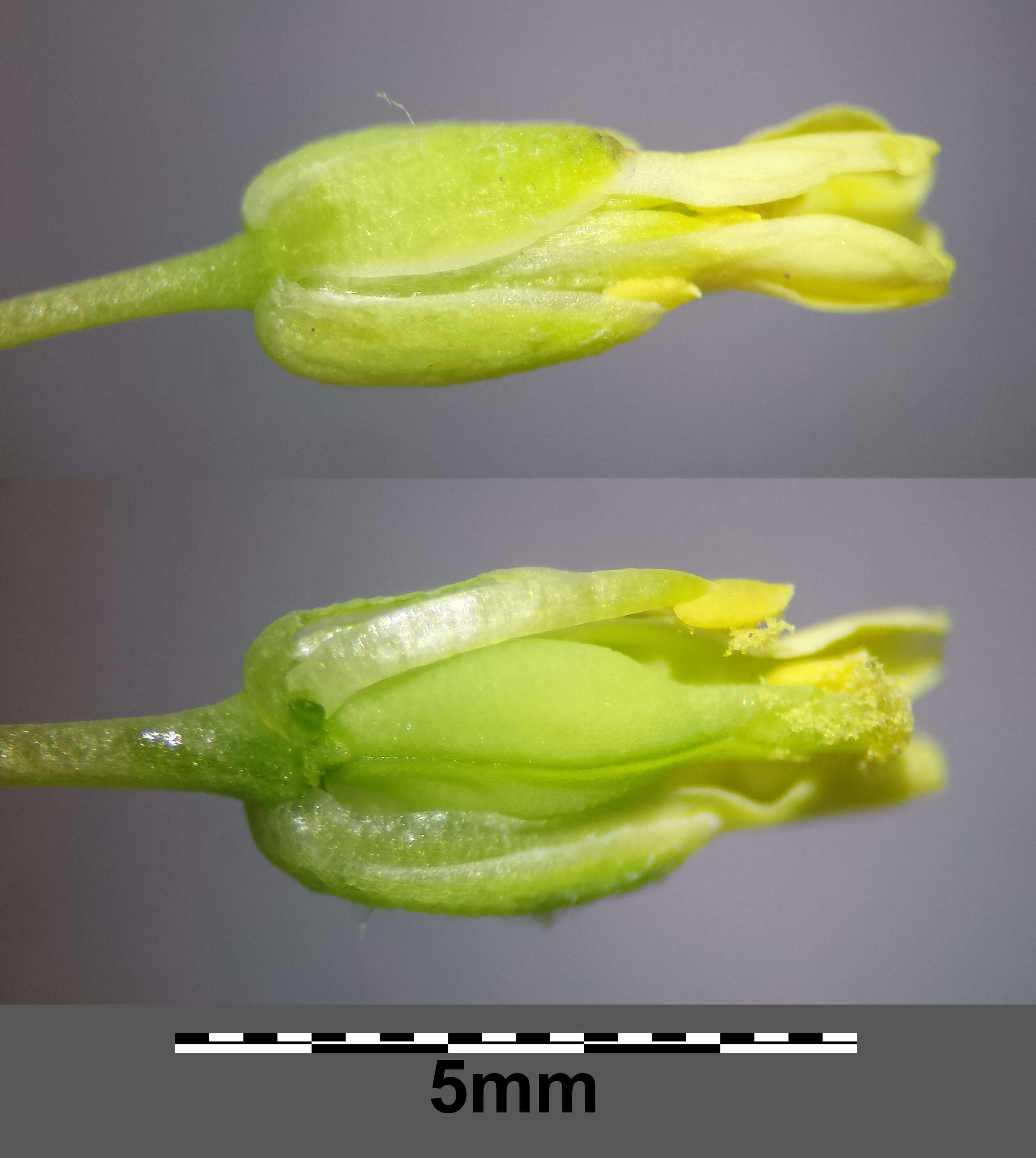 Image of littlepod false flax