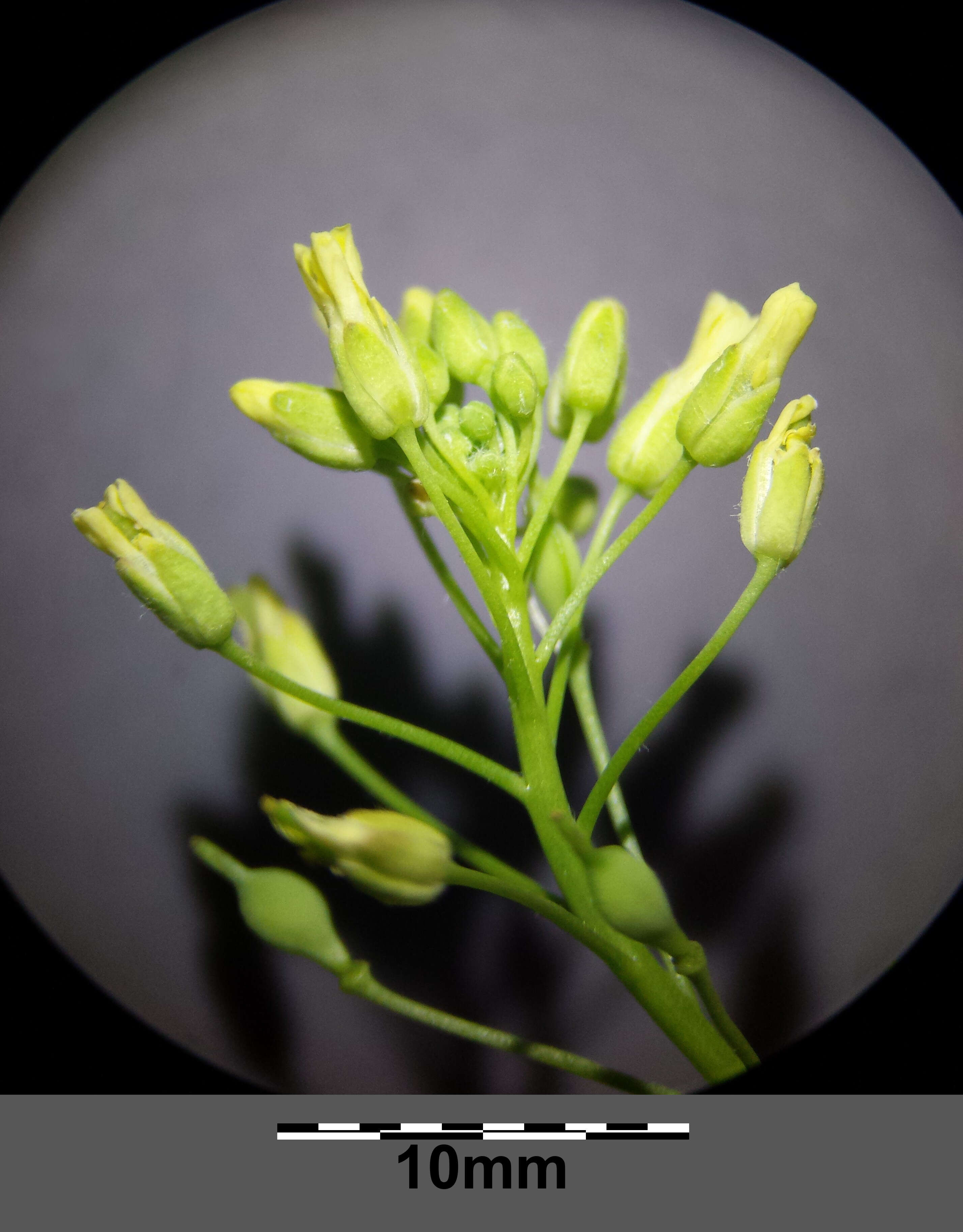 Image of littlepod false flax