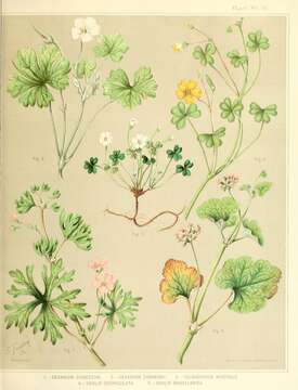 Image de Oxalis magellanica Forst.