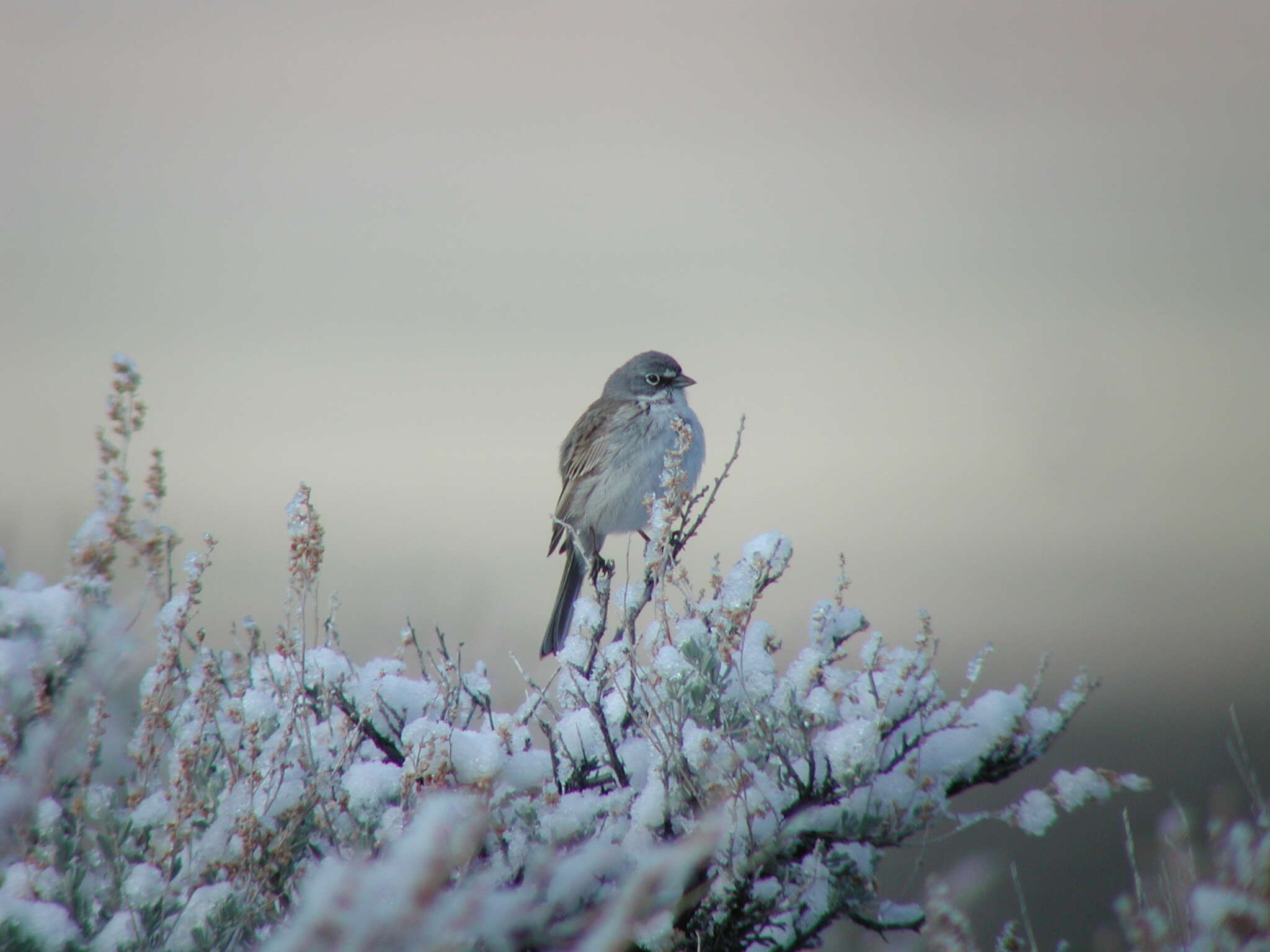 Image of Sagebrush Sparrow