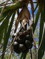 Imagem de Pandanus tenuifolius Balf. fil.