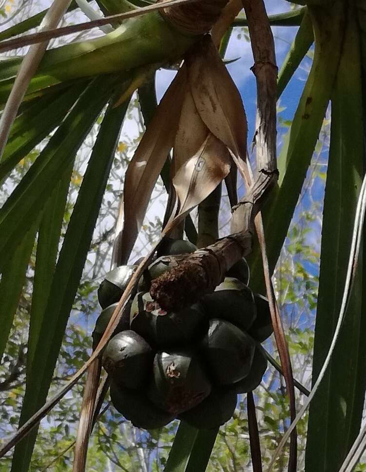 Image of Pandanus tenuifolius Balf. fil.