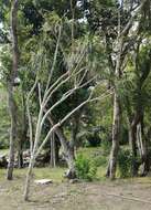 Imagem de Pandanus tenuifolius Balf. fil.