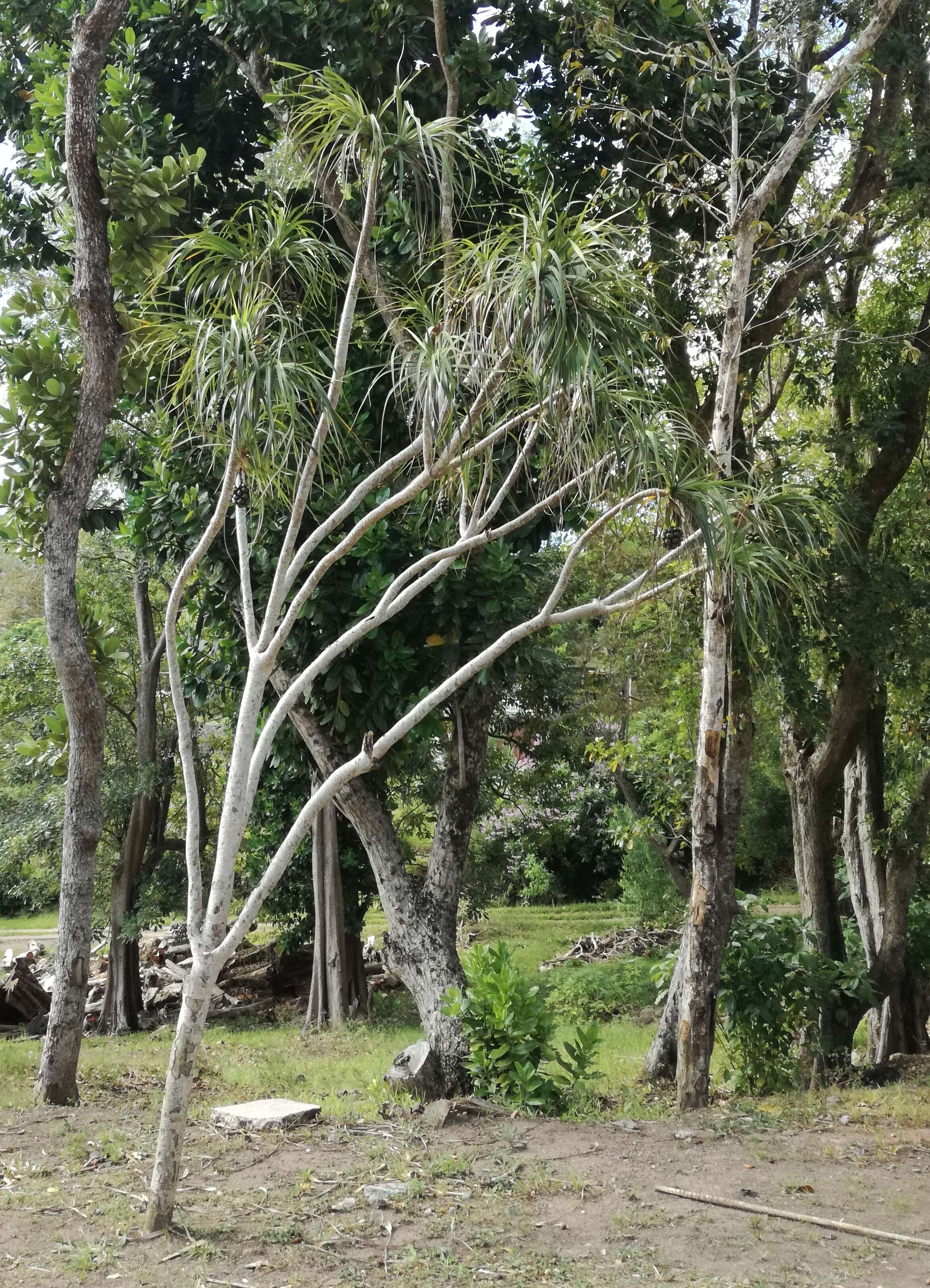 Image of Pandanus tenuifolius Balf. fil.