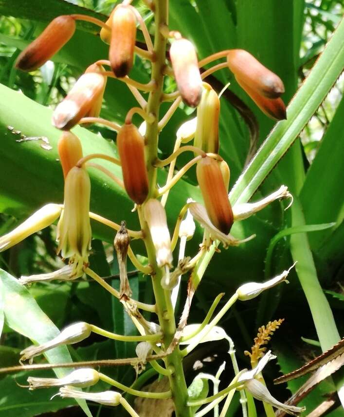 Image of Aloe lomatophylloides Balf. fil.