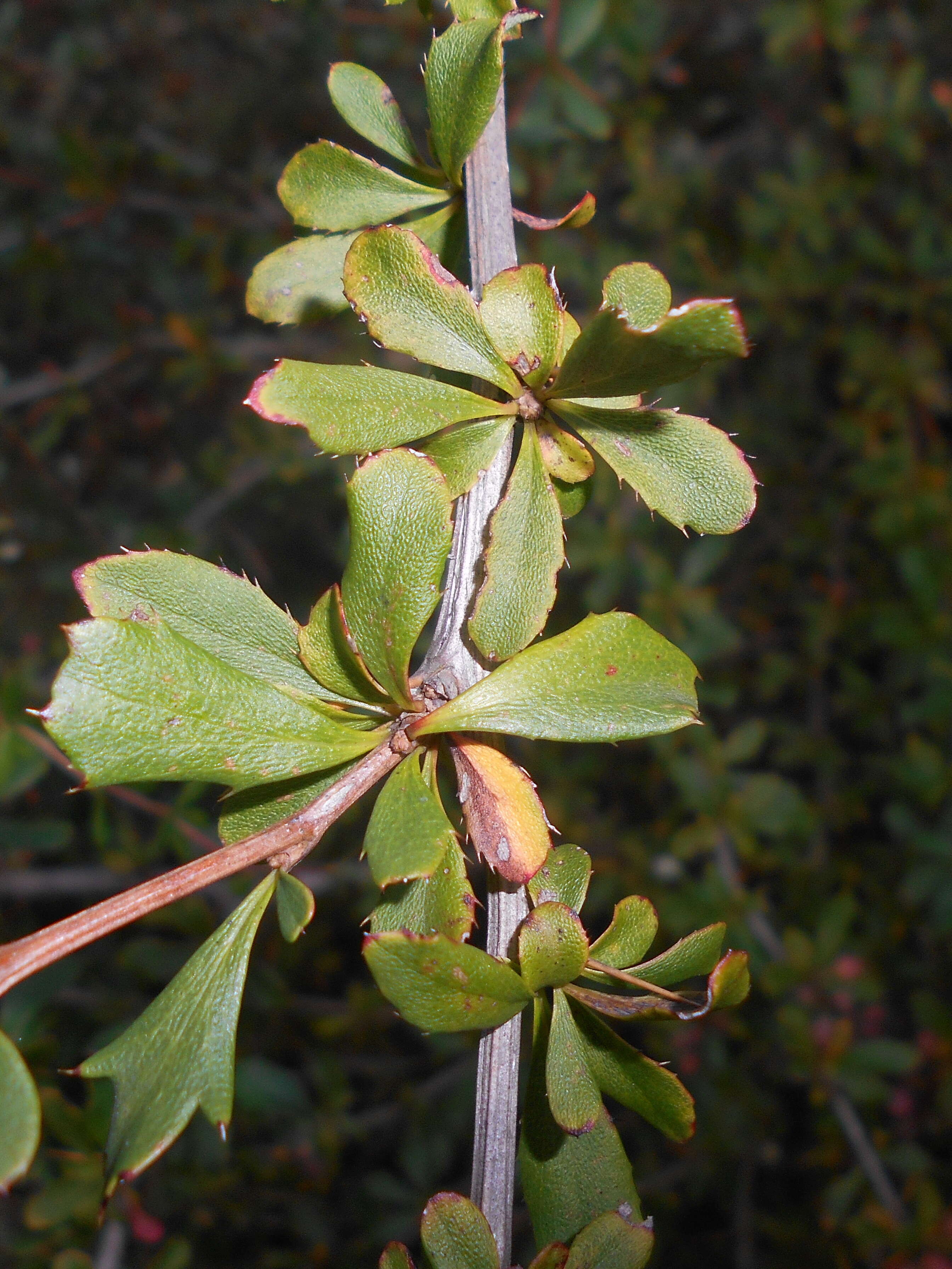 Image of salmon barberry