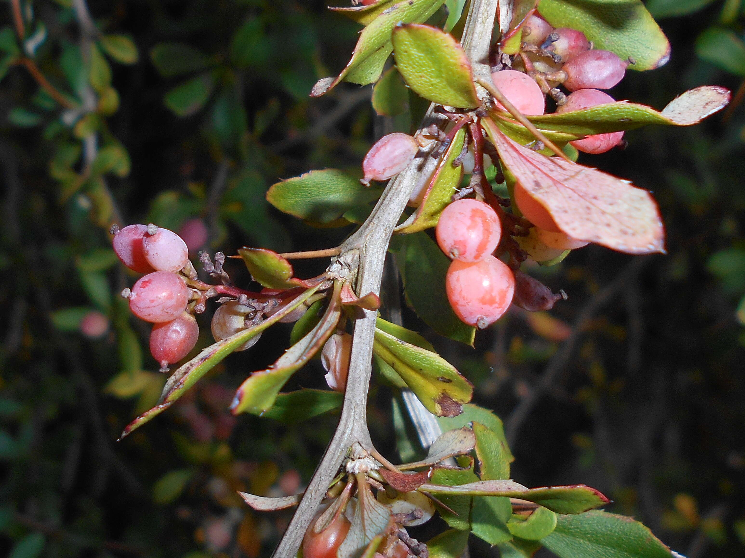 Image of salmon barberry