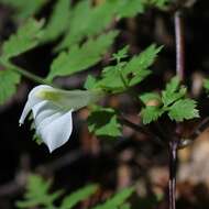 Image of Lousewort