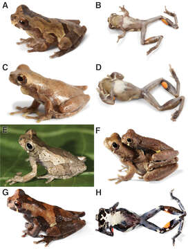 Image of Dendropsophus parviceps (Boulenger 1882)