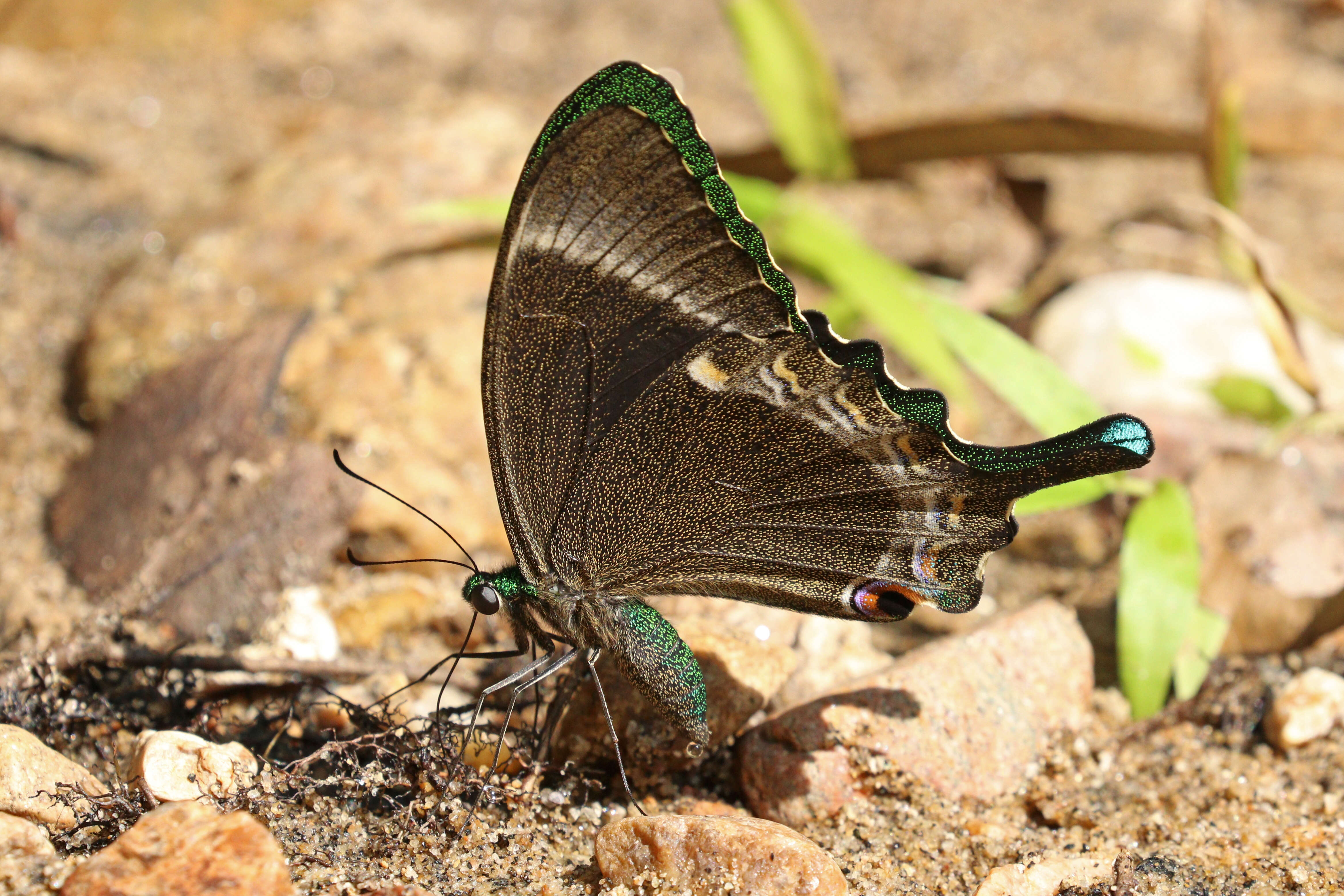 Image of Common Banded Peacock