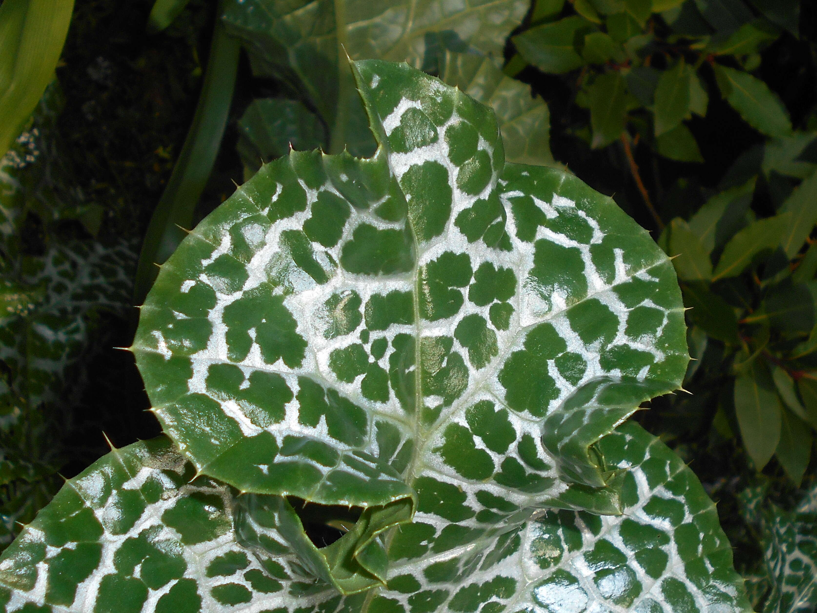 Image of Milk thistle