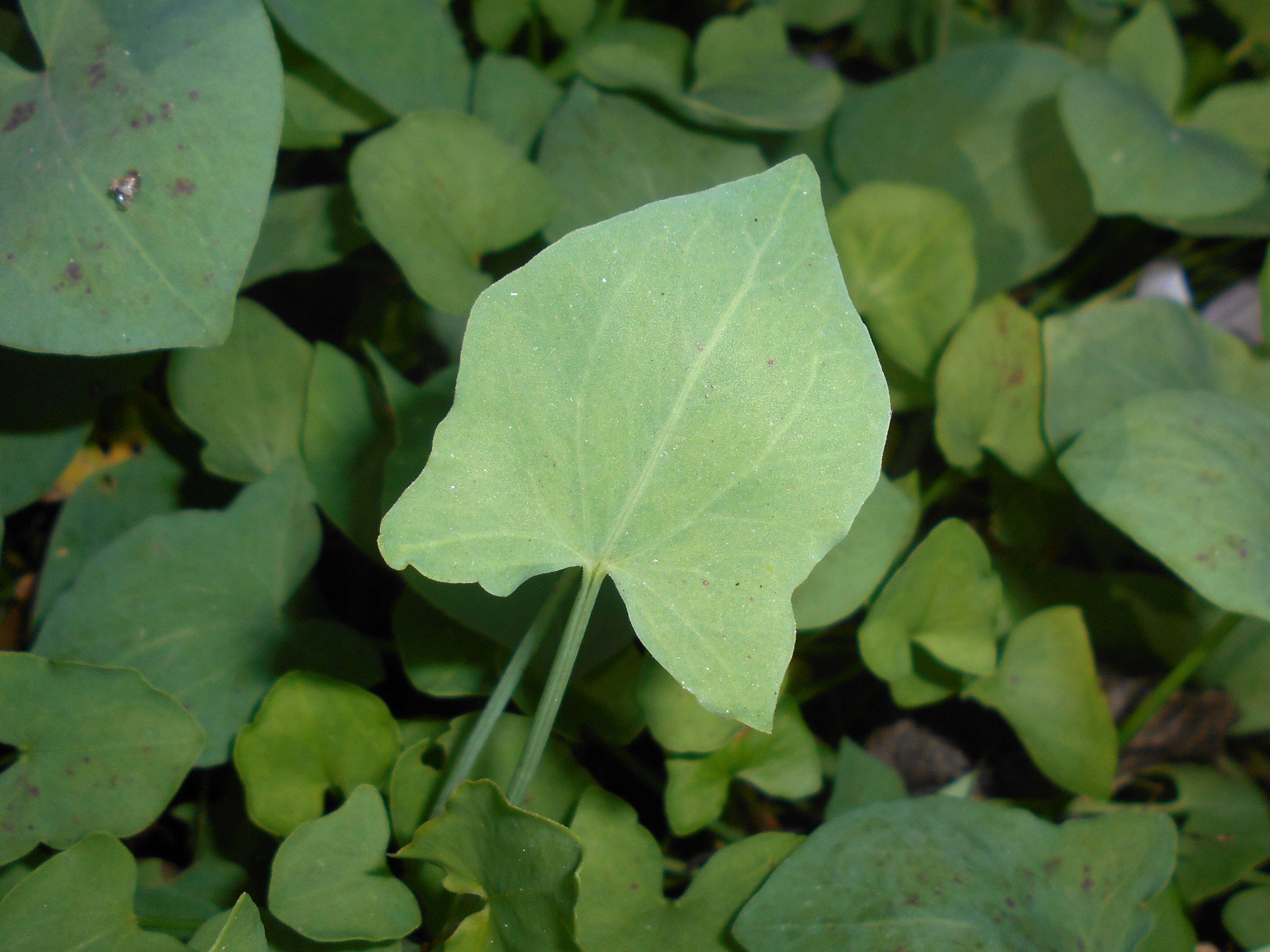 Rumex scutatus L. resmi