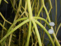 Слика од Rhipsalis baccifera (Sol. ex J. M. Mill.) Stearn