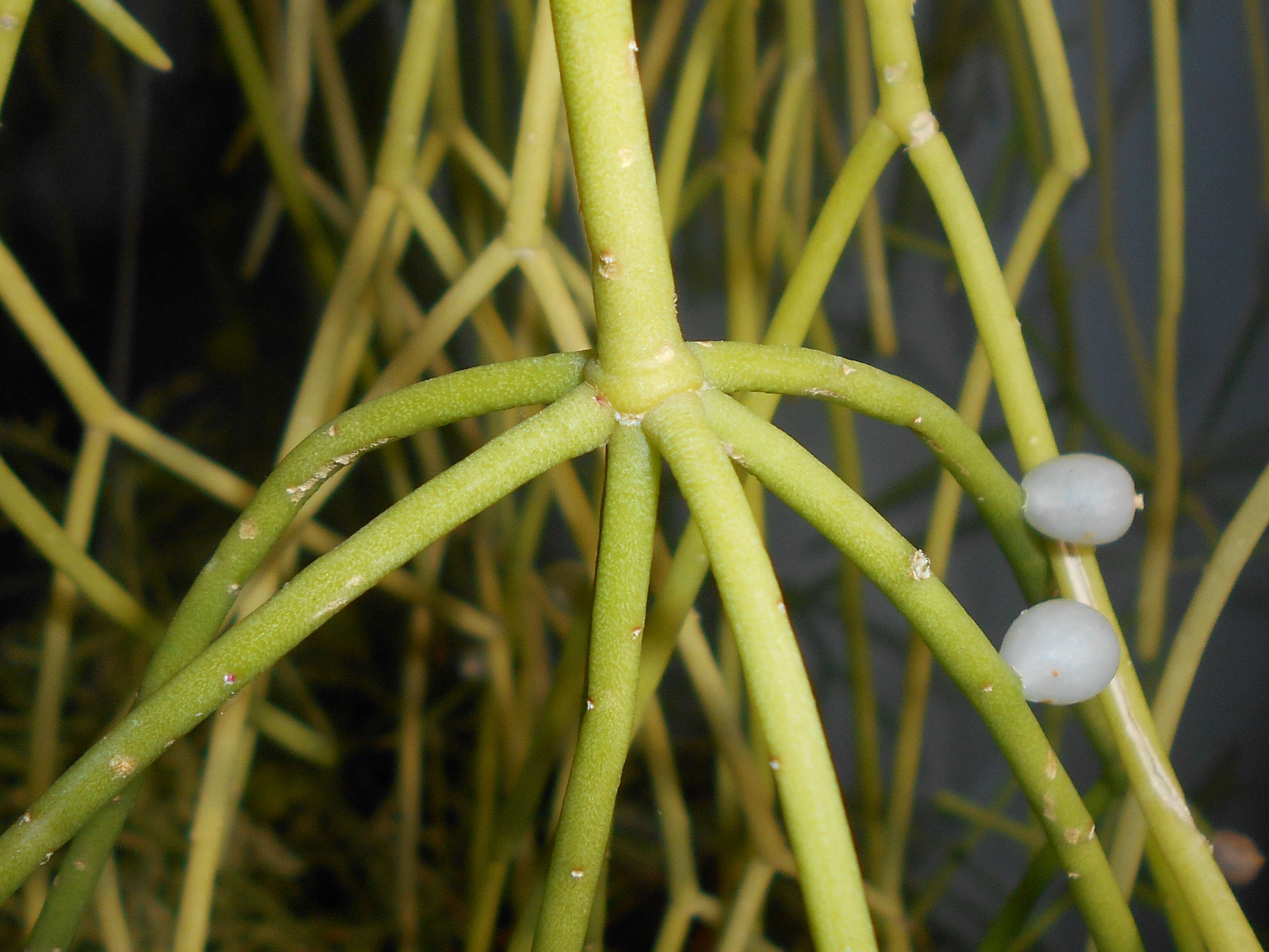 Слика од Rhipsalis baccifera (Sol. ex J. M. Mill.) Stearn