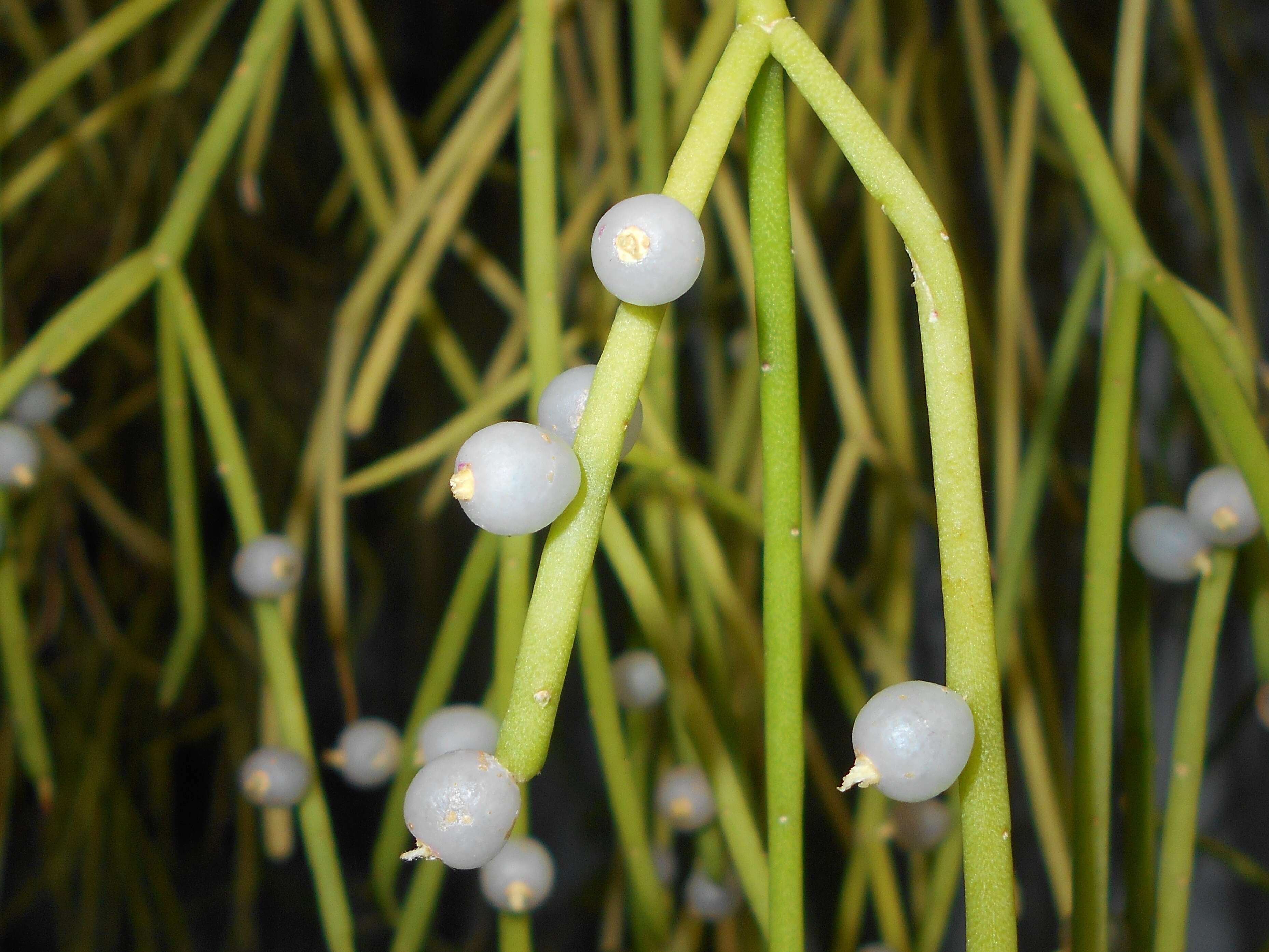 Слика од Rhipsalis baccifera (Sol. ex J. M. Mill.) Stearn