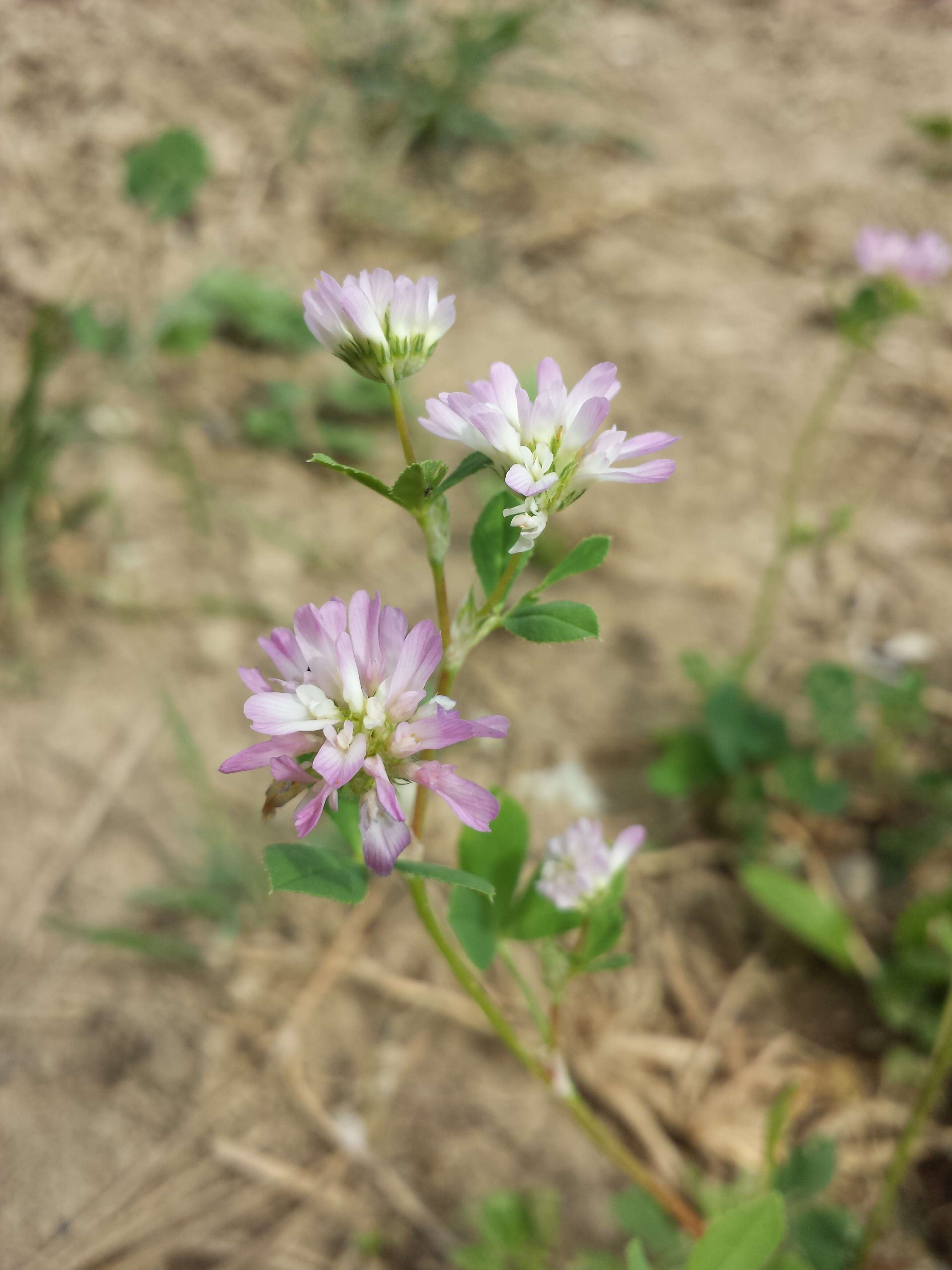 Image of reversed clover