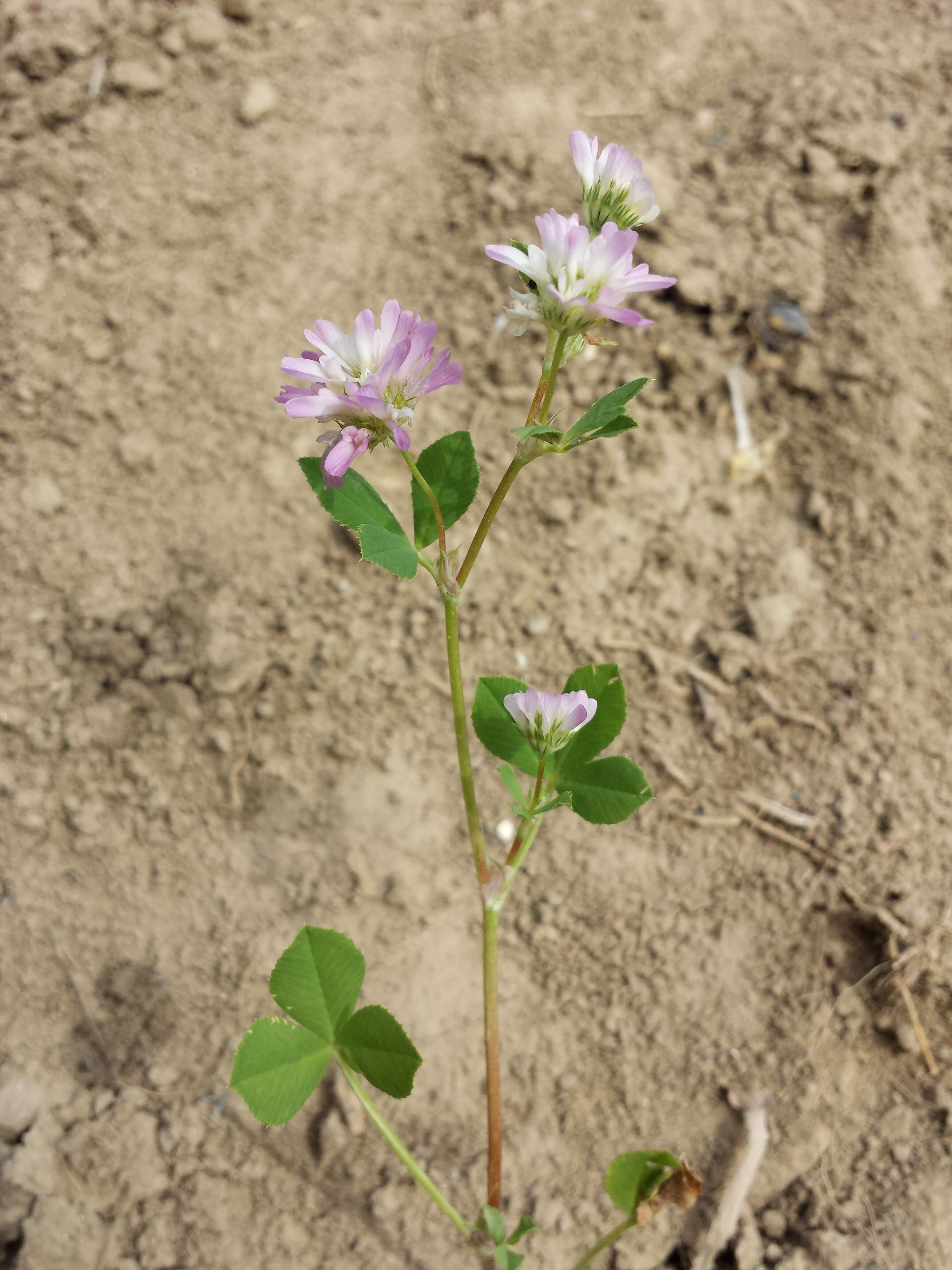 Image of reversed clover