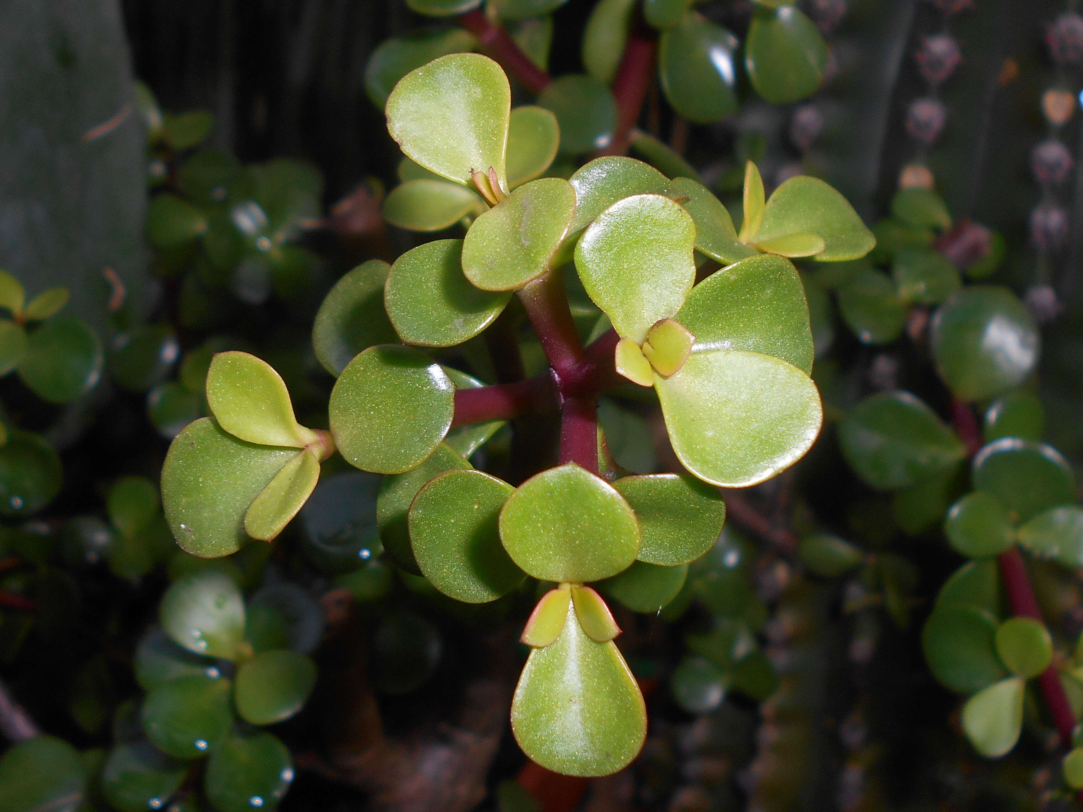 Image of portulacaria