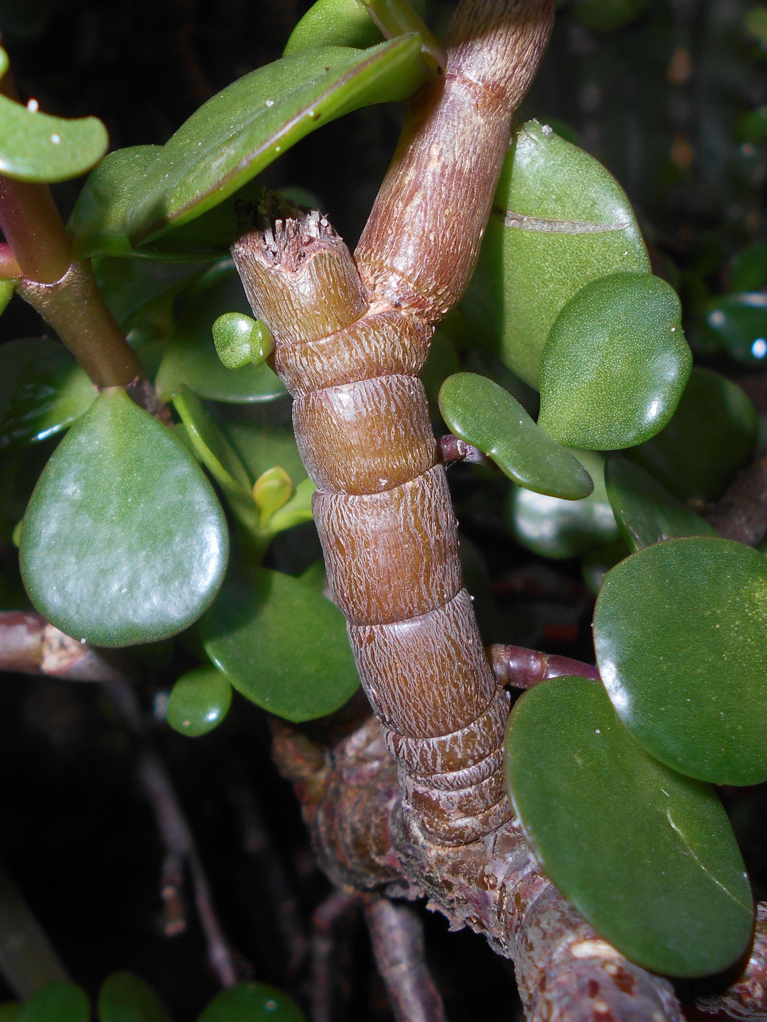 Image of portulacaria