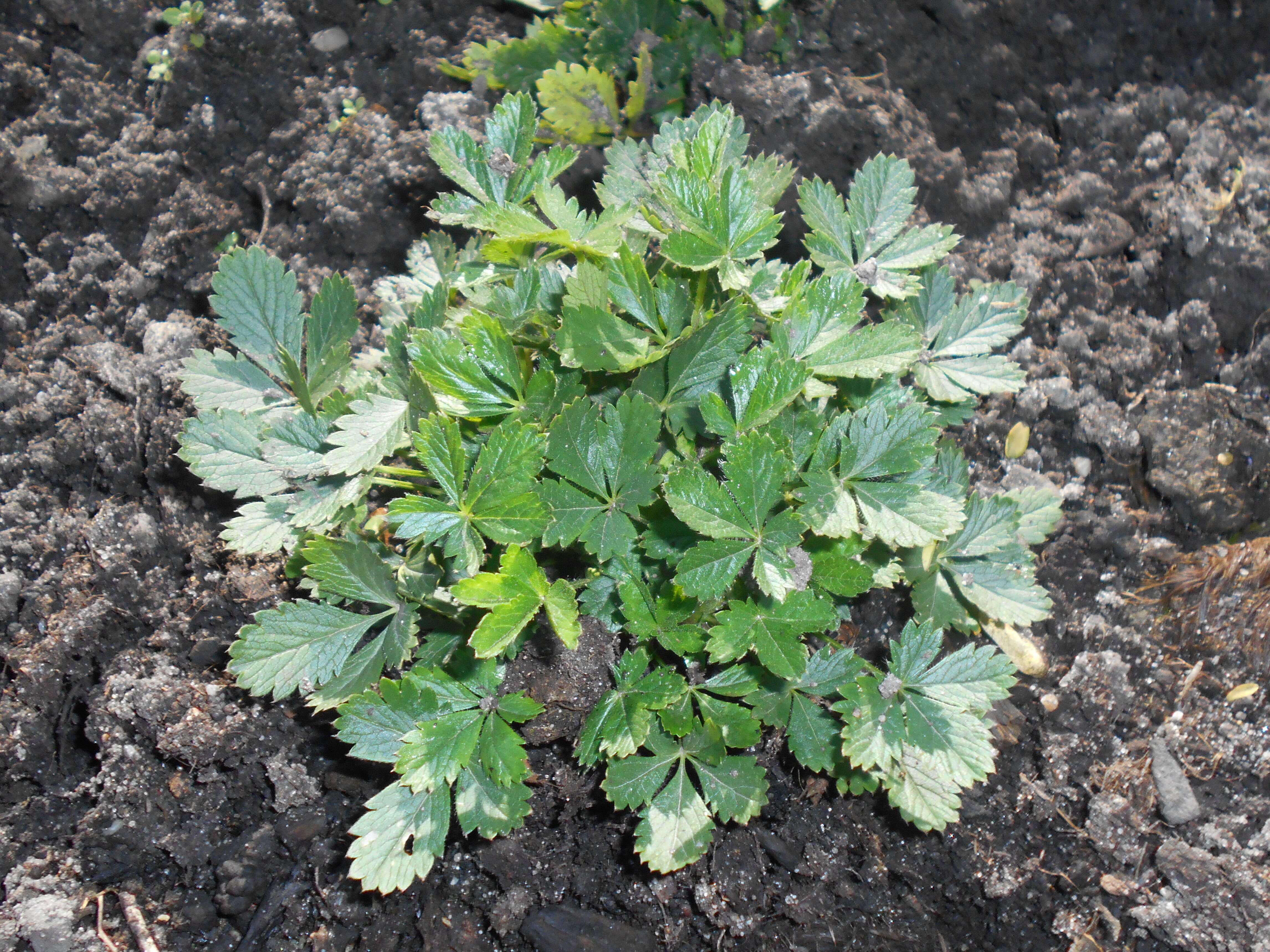 Слика од Potentilla crantzii (Crantz) Beck