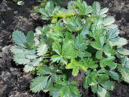 Слика од Potentilla crantzii (Crantz) Beck