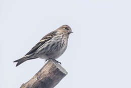 Image of Pine Siskin