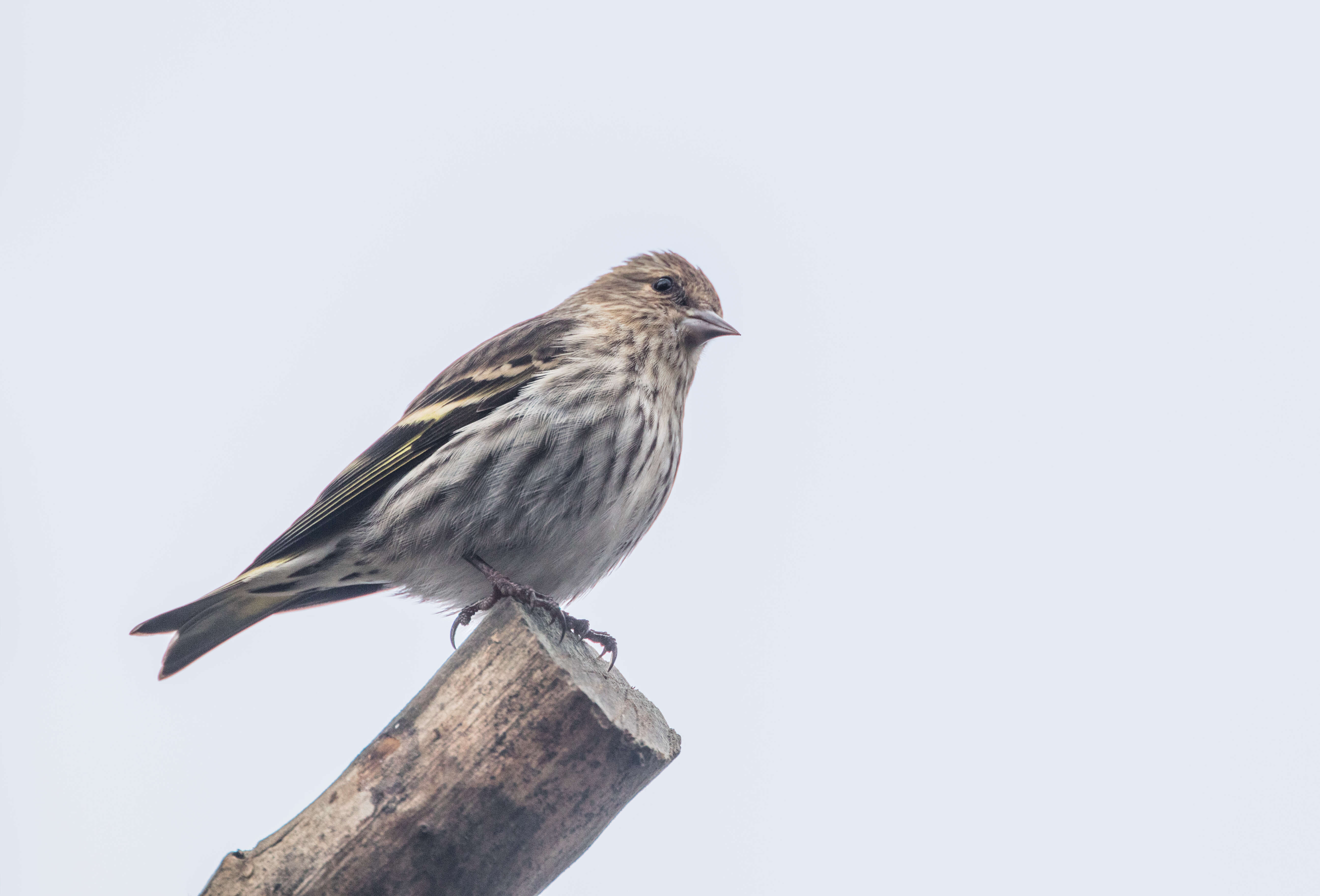 Image of Pine Siskin