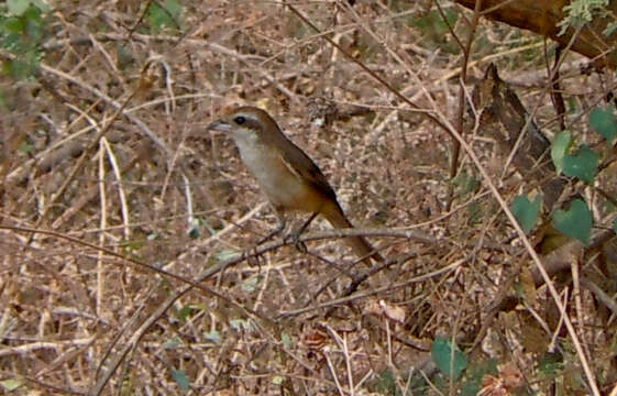 Image of Brown Shrike