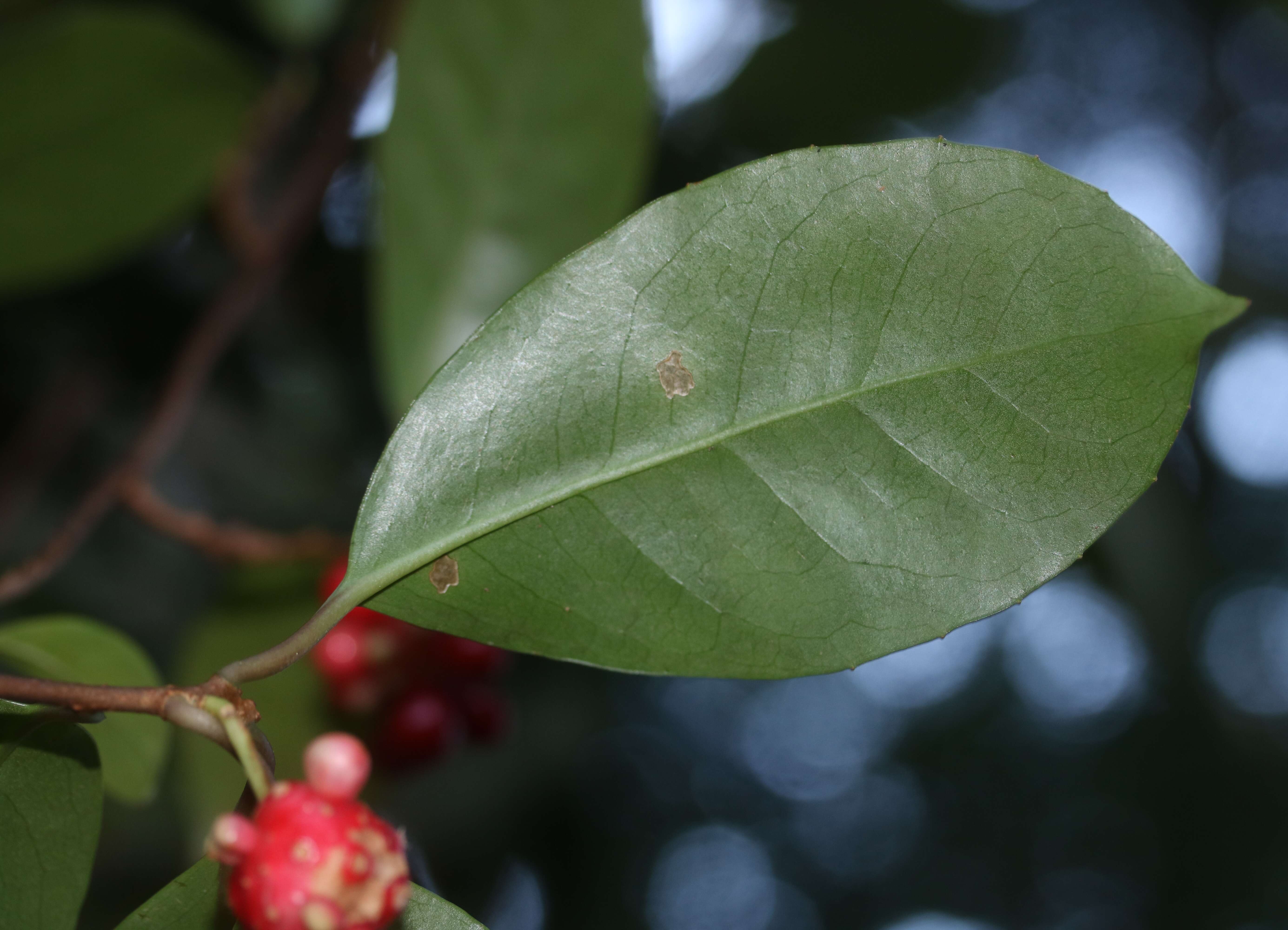 Image de Kadsura japonica (L. fil.) Dun.