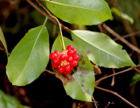 Image de Kadsura japonica (L. fil.) Dun.