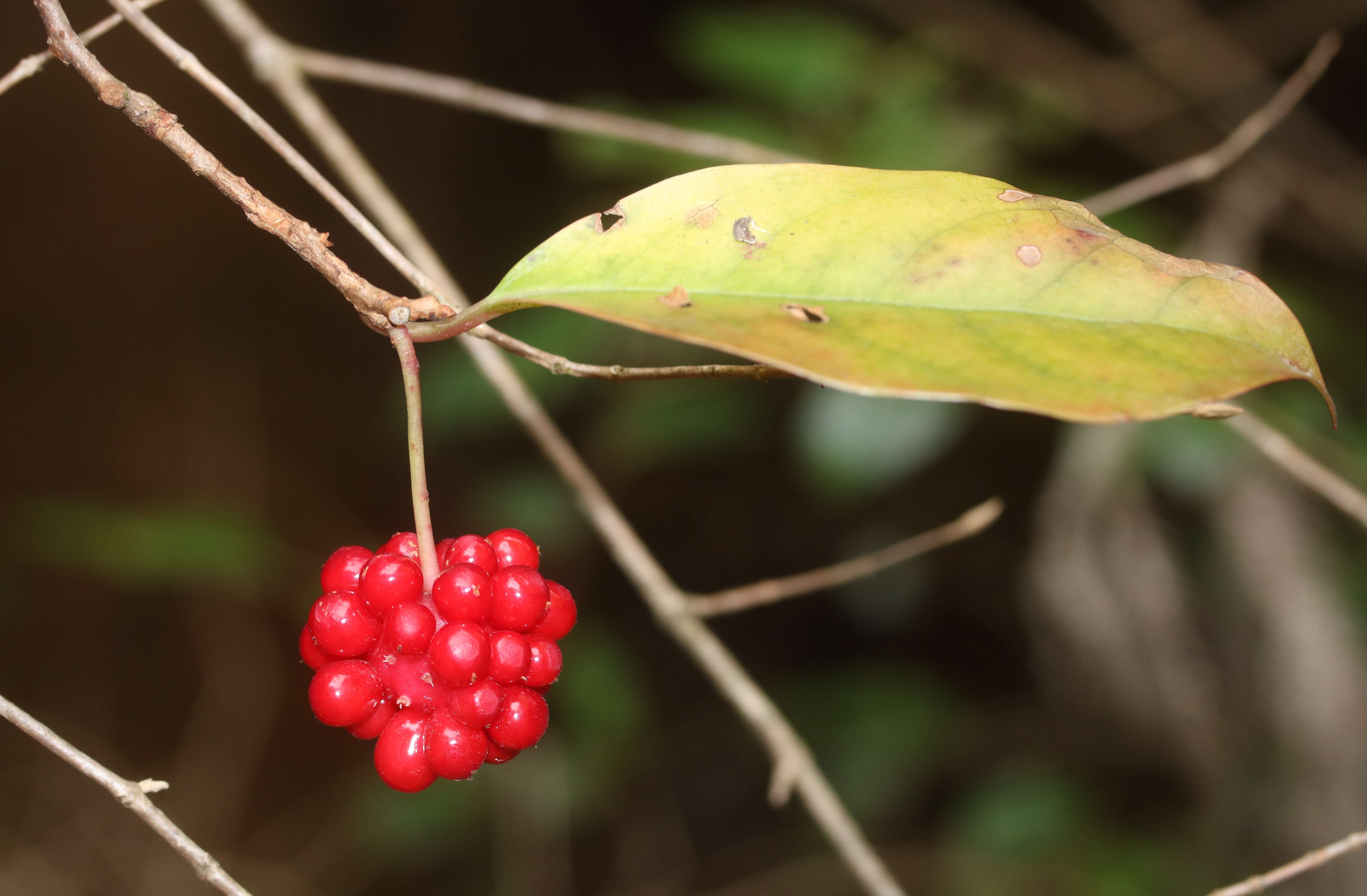 Image de Kadsura japonica (L. fil.) Dun.