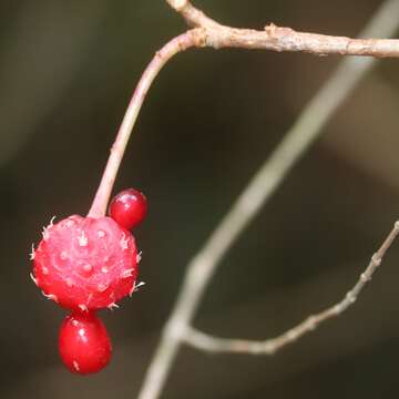 Image de Kadsura japonica (L. fil.) Dun.